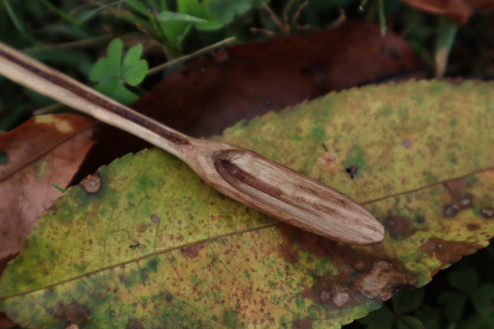 Black Walnut and Bobcat Humerus Offering Spoon