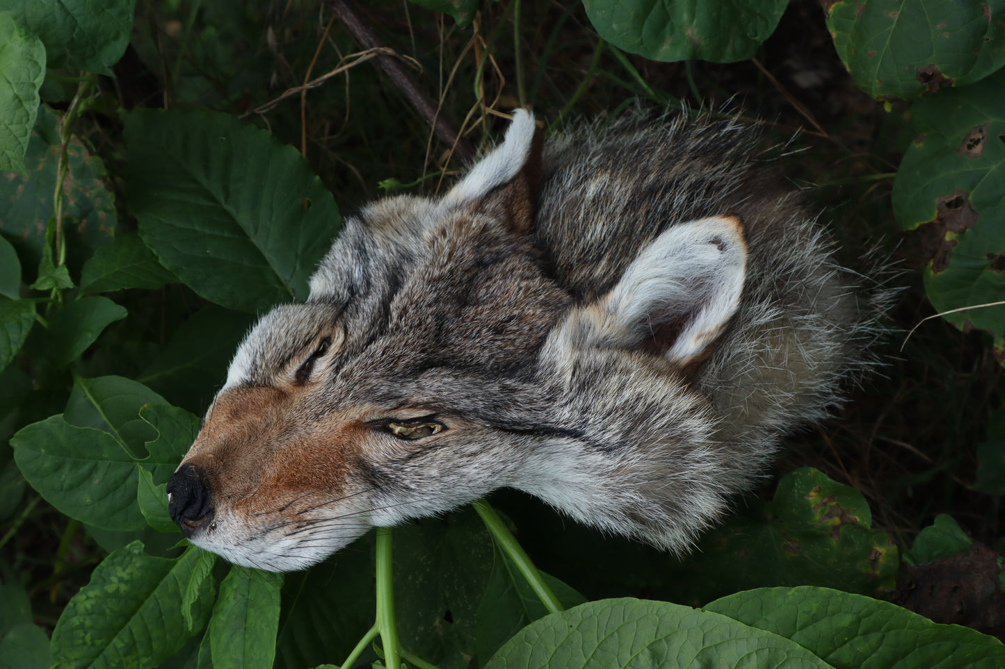 Soft Tanned Craft Coyote Face