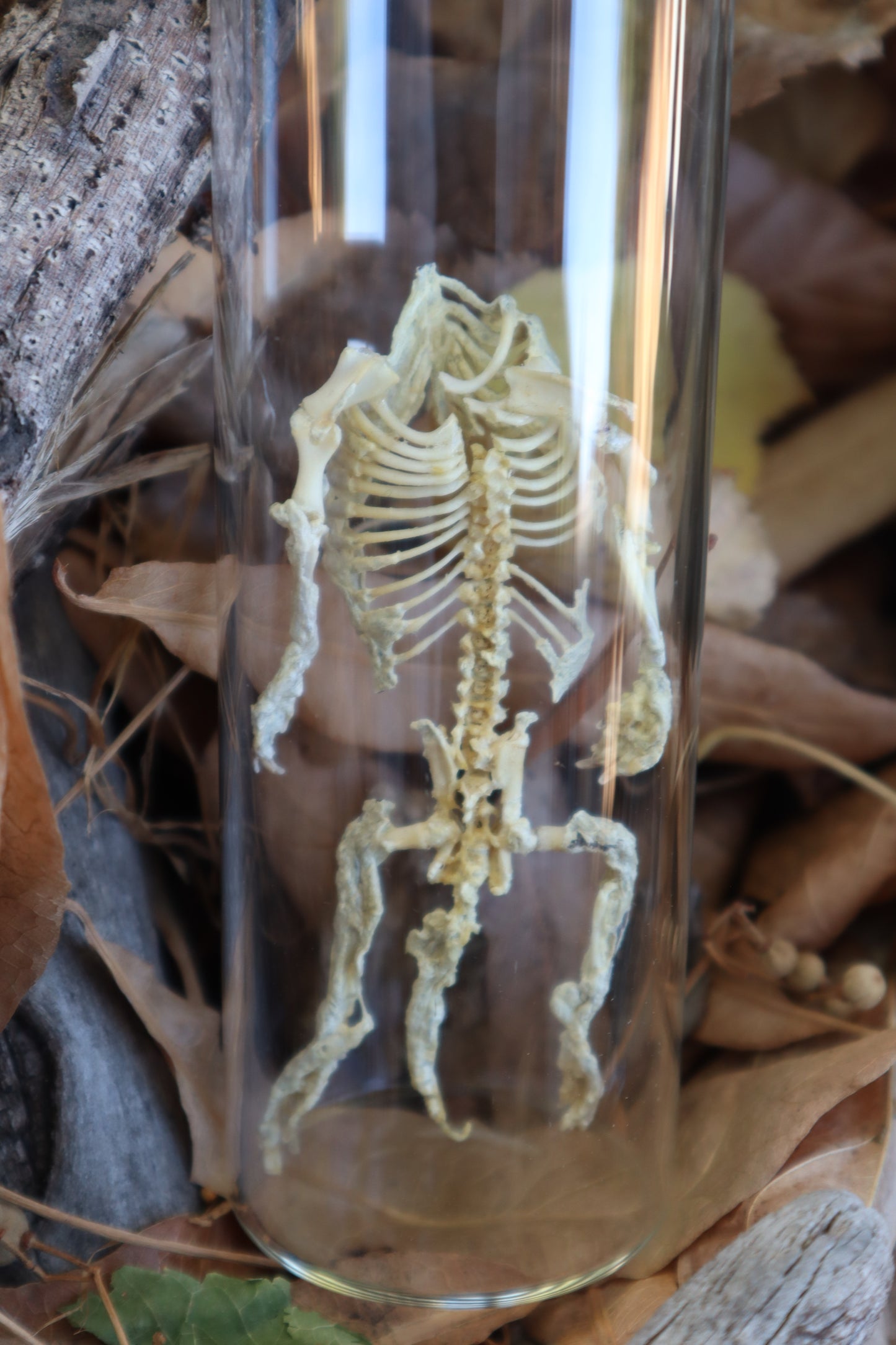 Fetal Beaver Skeleton