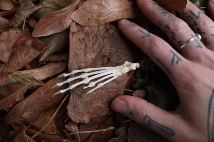 Pathological Pine Marten Paw Articulation