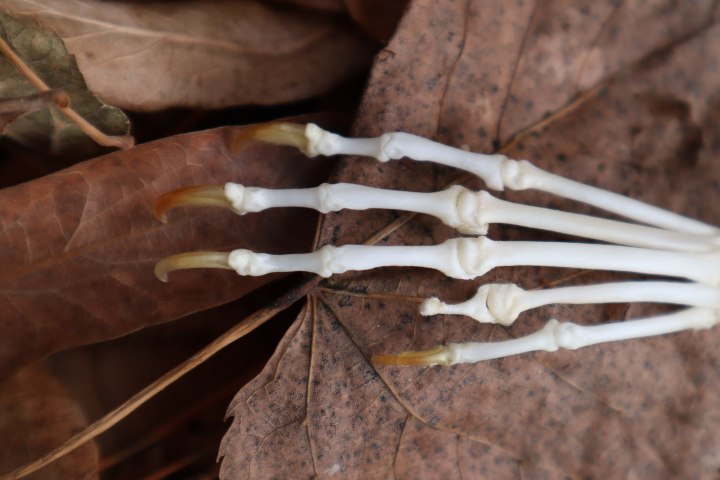 Pathological Pine Marten Paw Articulation