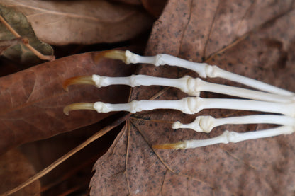 Pathological Pine Marten Paw Articulation