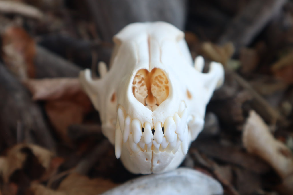 Reserved for Amberley - Coyote Skull