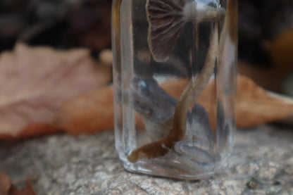 Gray Tree Frog and Fairy Ring Mushroom Wet Specimen