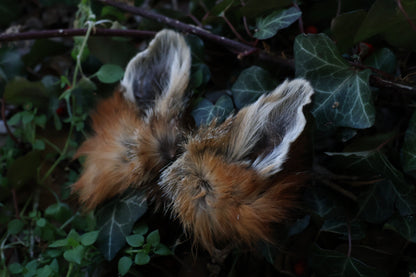 Reserved for Amber - Dry Preserved Red Fox Ears
