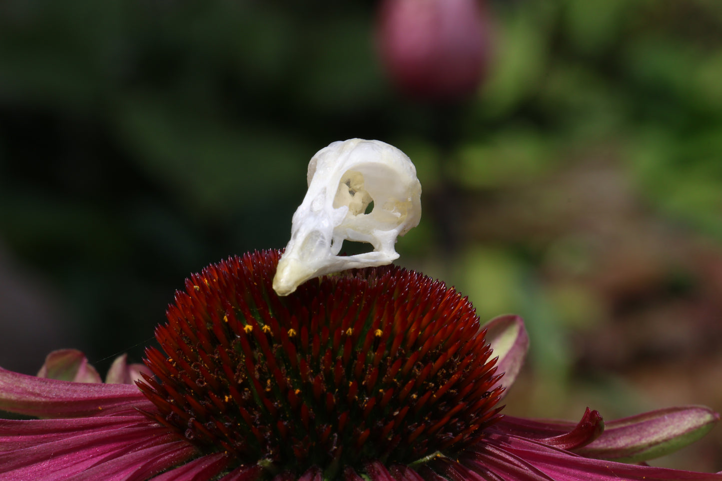 Reserved for Amber - Baby Chick Skulls