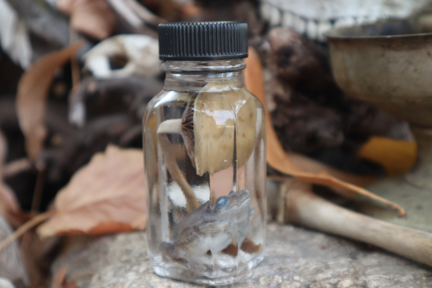 Gray Tree Frog and Fairy Ring Mushroom Wet Specimen