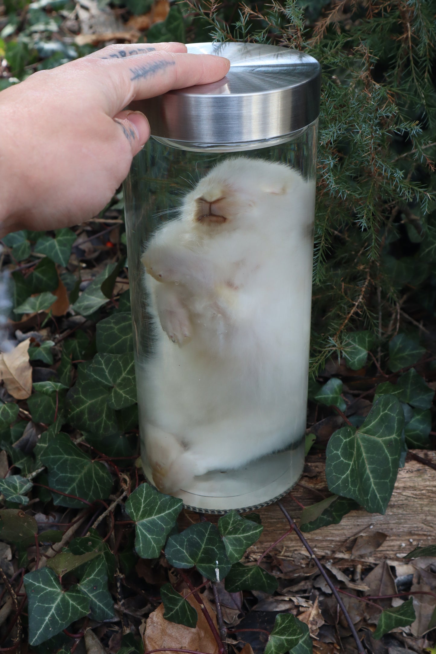 White Rabbit Wet Specimen
