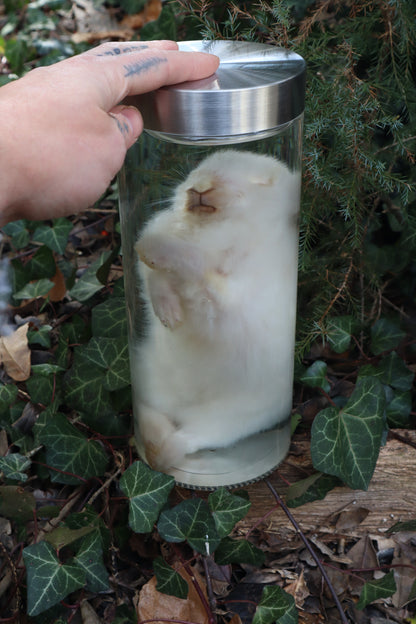White Rabbit Wet Specimen