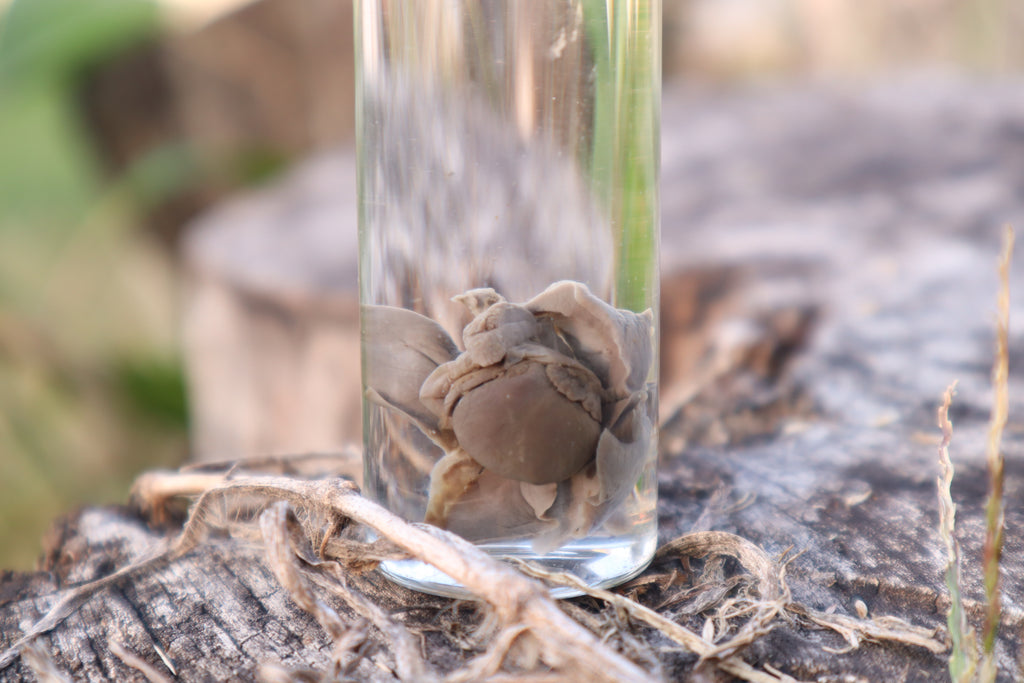 Kitten Heart and Lungs Wet Specimen