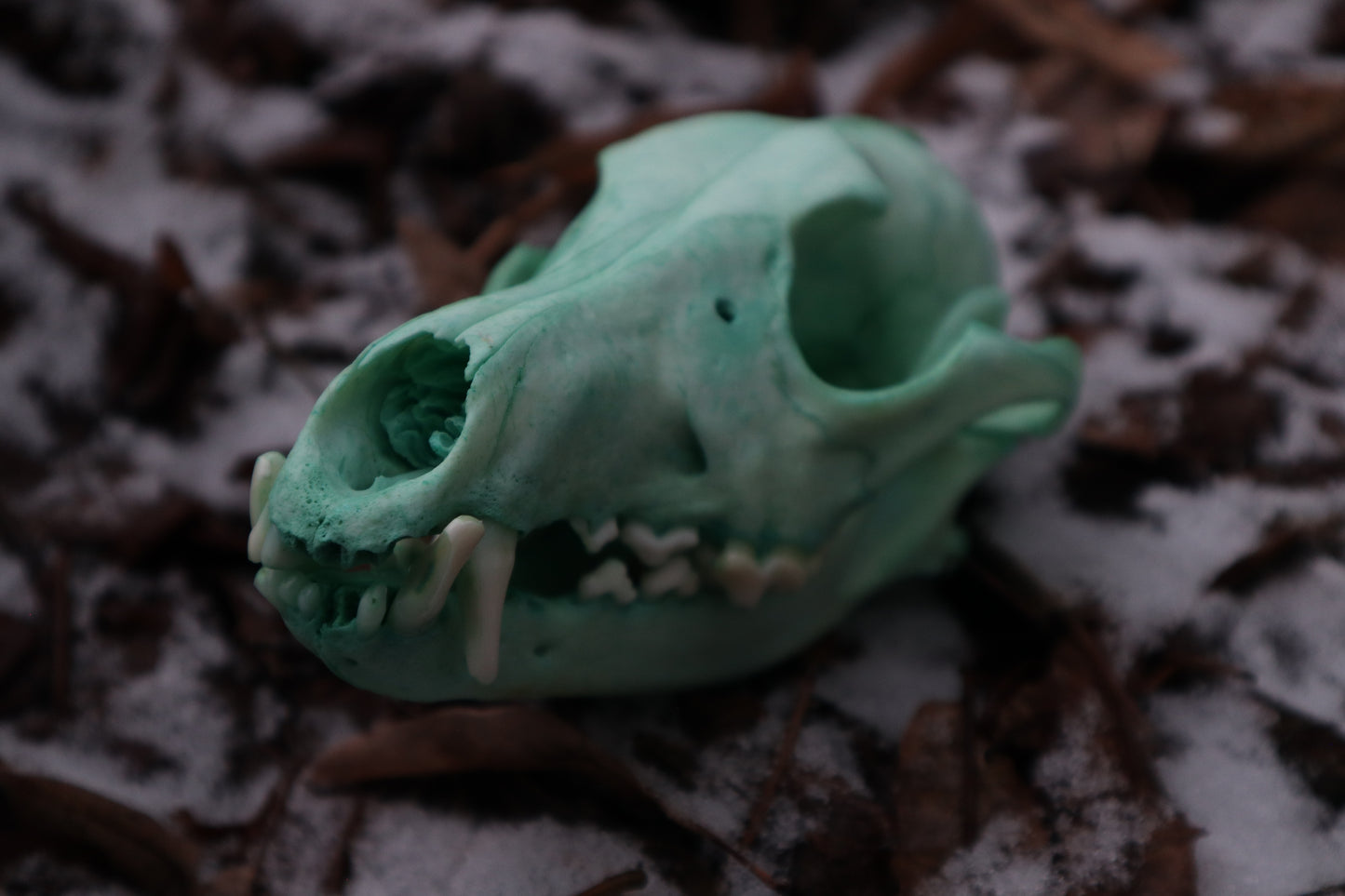 Reserved for Brandon - Blue Copper Coyote Skull