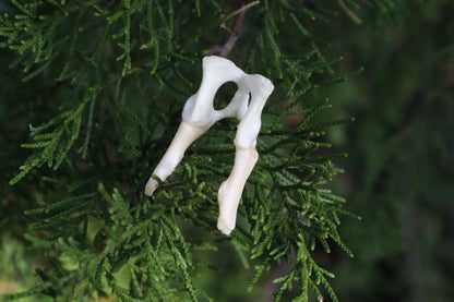 Kitten Pelvis