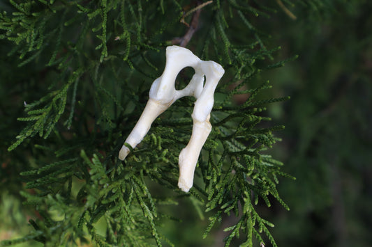 Kitten Pelvis