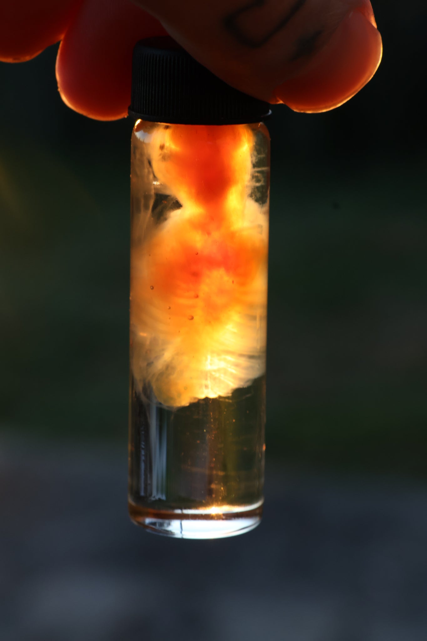 Diaphonized Fetal Beaver