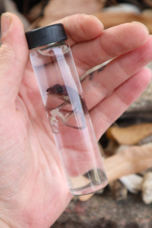 Tree Frog Wet Specimen