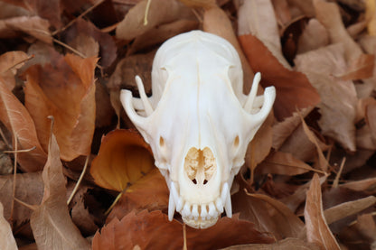 Reserved for Mary - Pathological Red Fox Skull