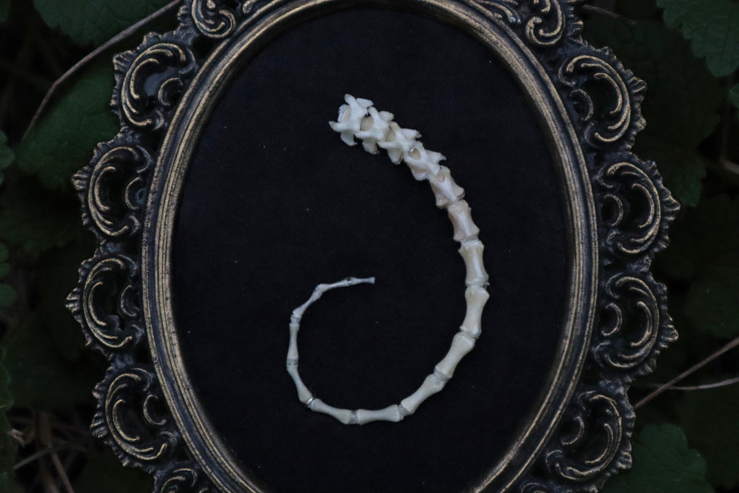 Spiral Kitten Tail Articulation