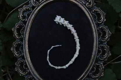 Spiral Kitten Tail Articulation