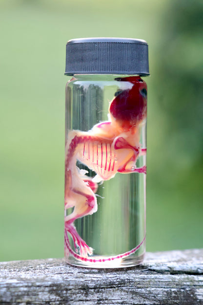 Diaphonized Juvenile Mouse