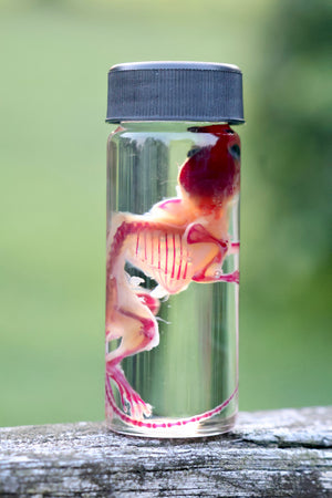 Diaphonized Juvenile Mouse