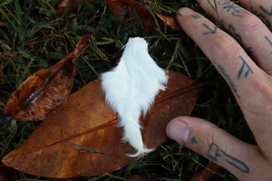 Baby Goat Tail