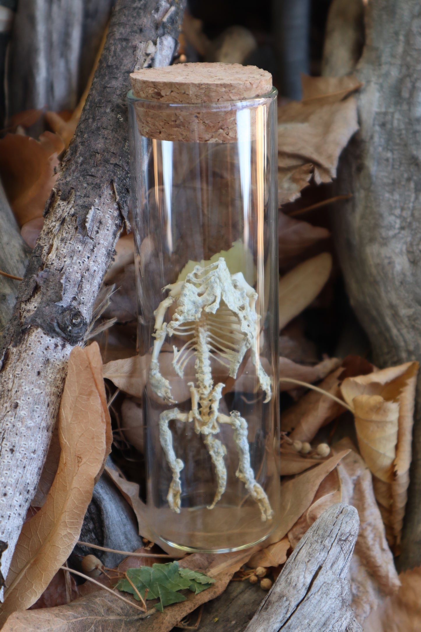 Fetal Beaver Skeleton