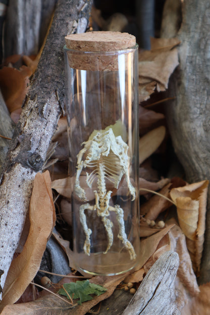 Fetal Beaver Skeleton