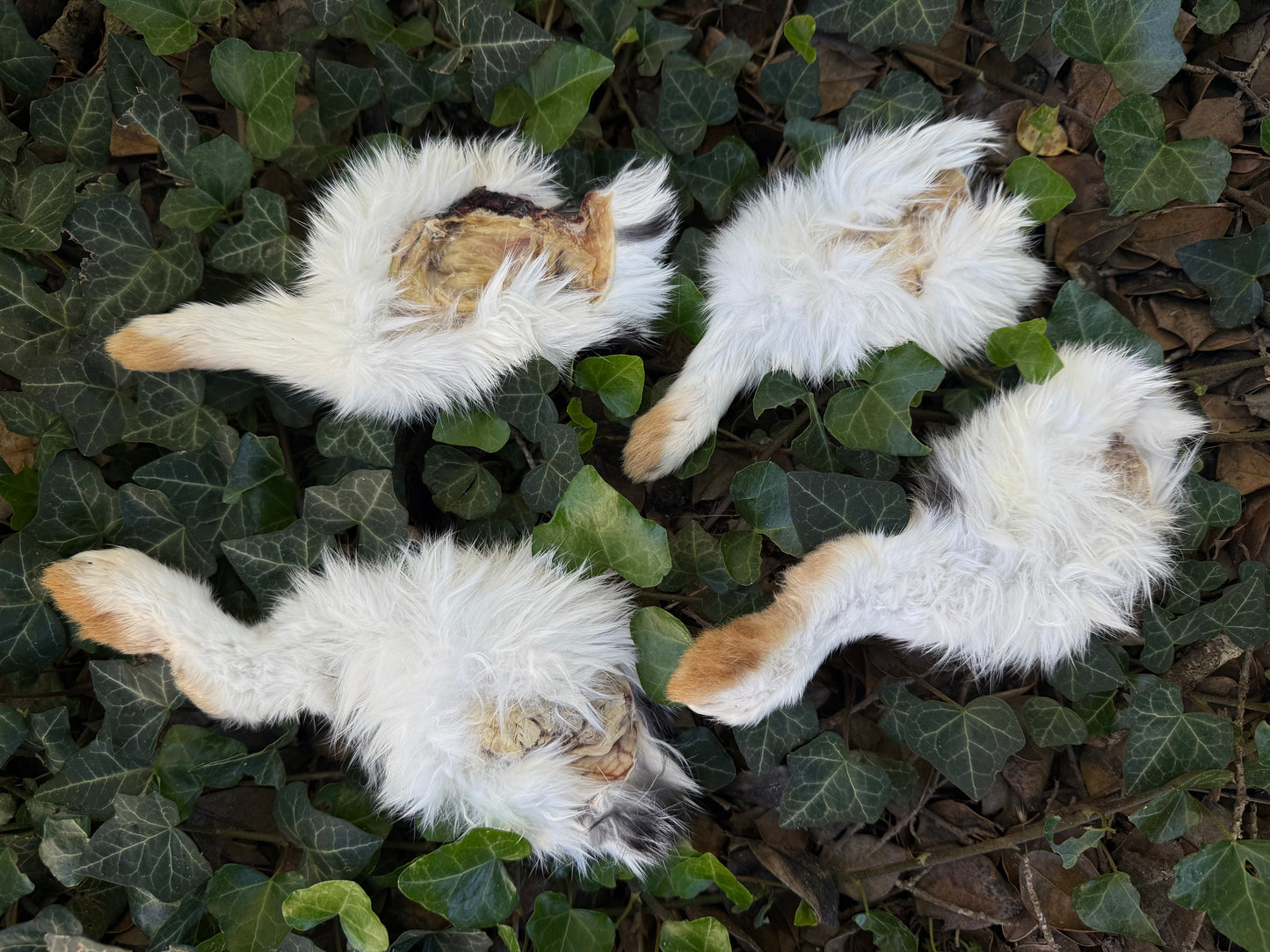 Reserved for Sam - Dry Preserved Rabbit Legs