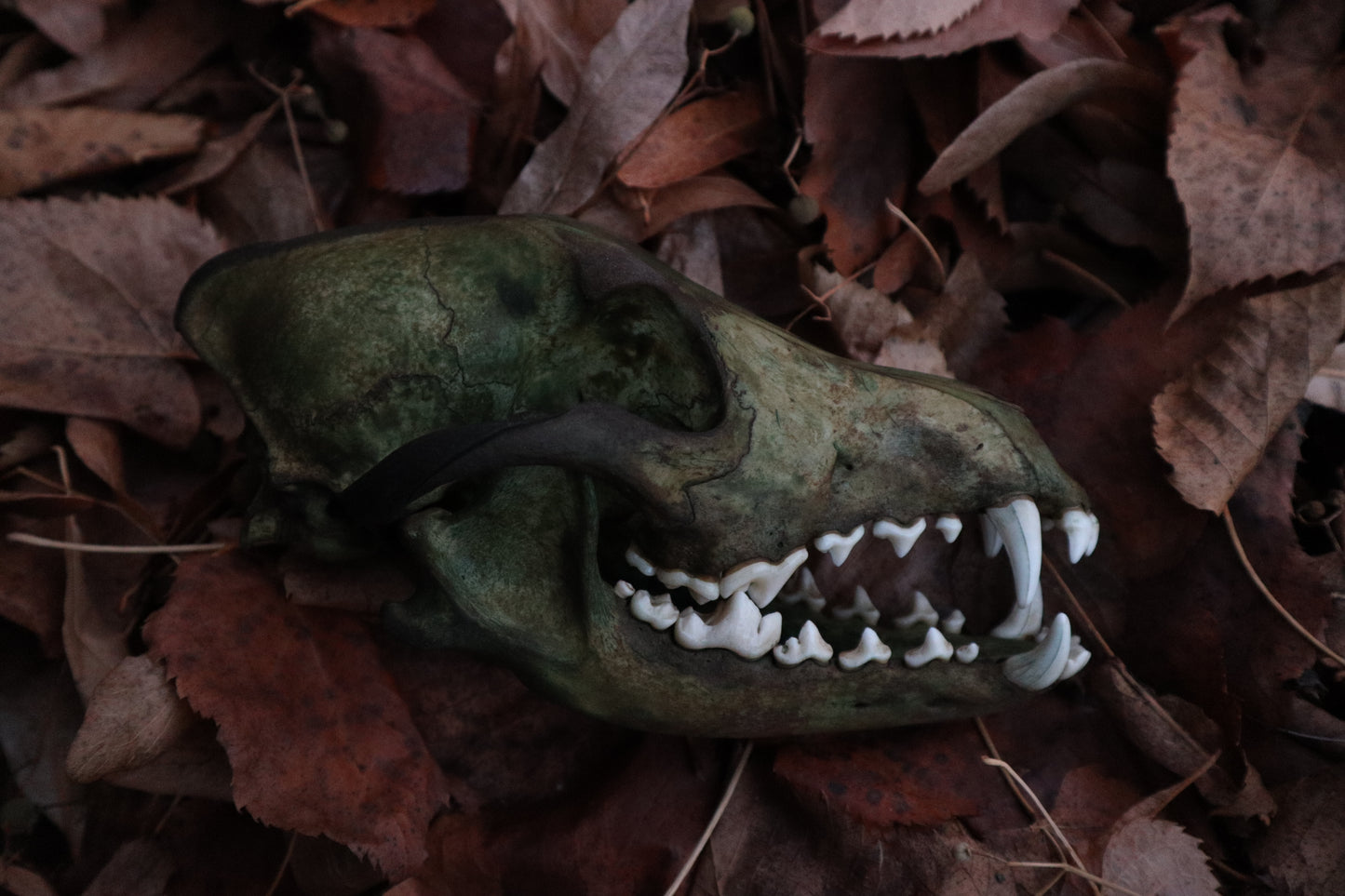 Reserved for Sev - Ancient Grove Coyote Skull