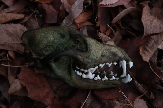 Reserved for Sev - Ancient Grove Coyote Skull