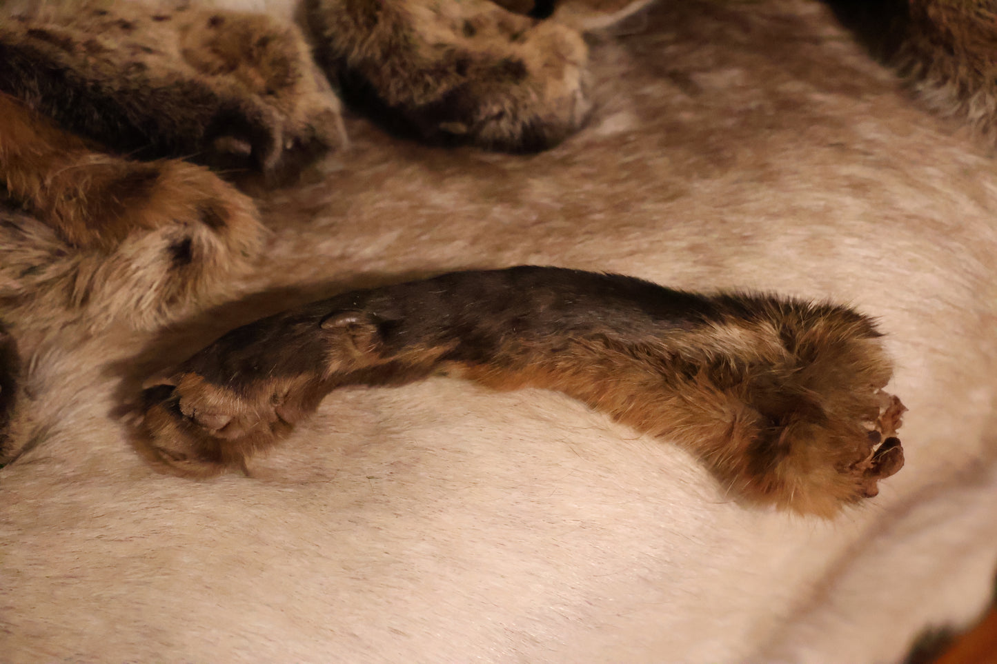 Dry Preserved Red Fox Arm