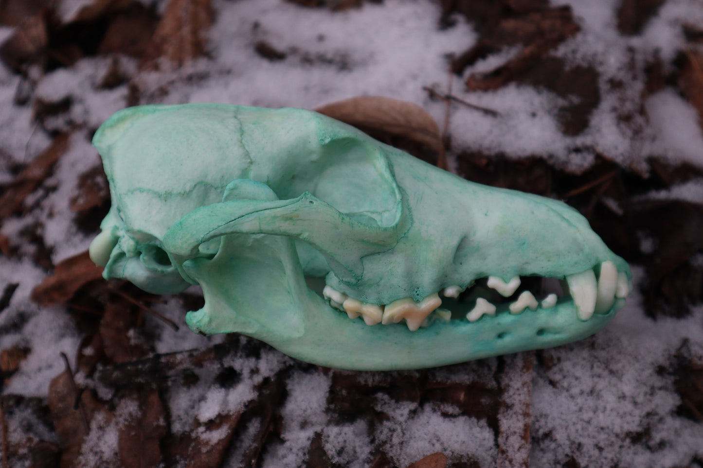 Reserved for Brandon - Blue Copper Coyote Skull