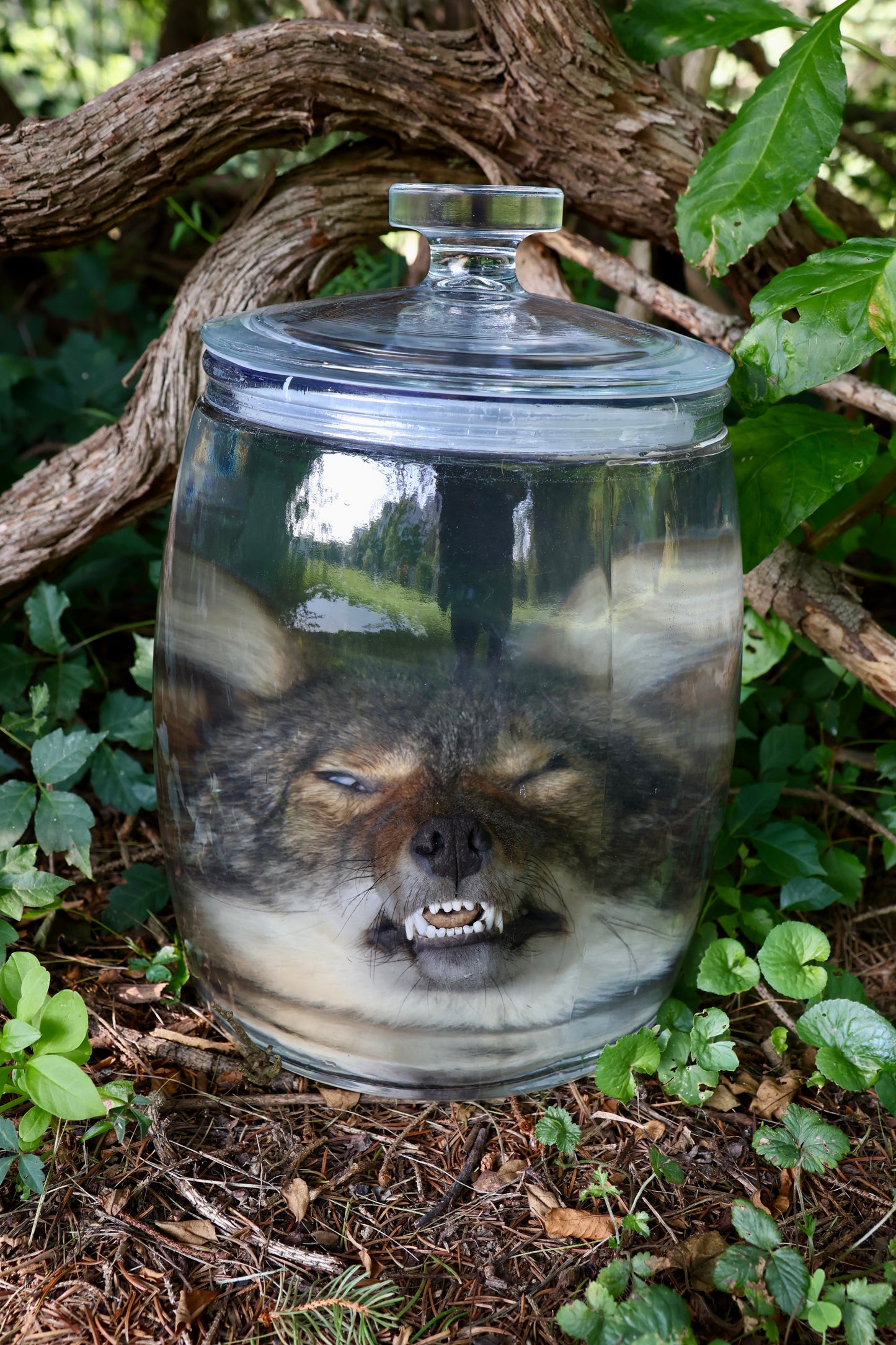 Coyote Head Wet Specimen