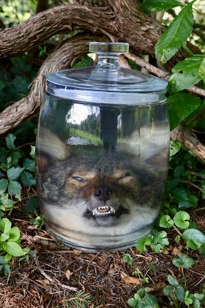 Coyote Head Wet Specimen