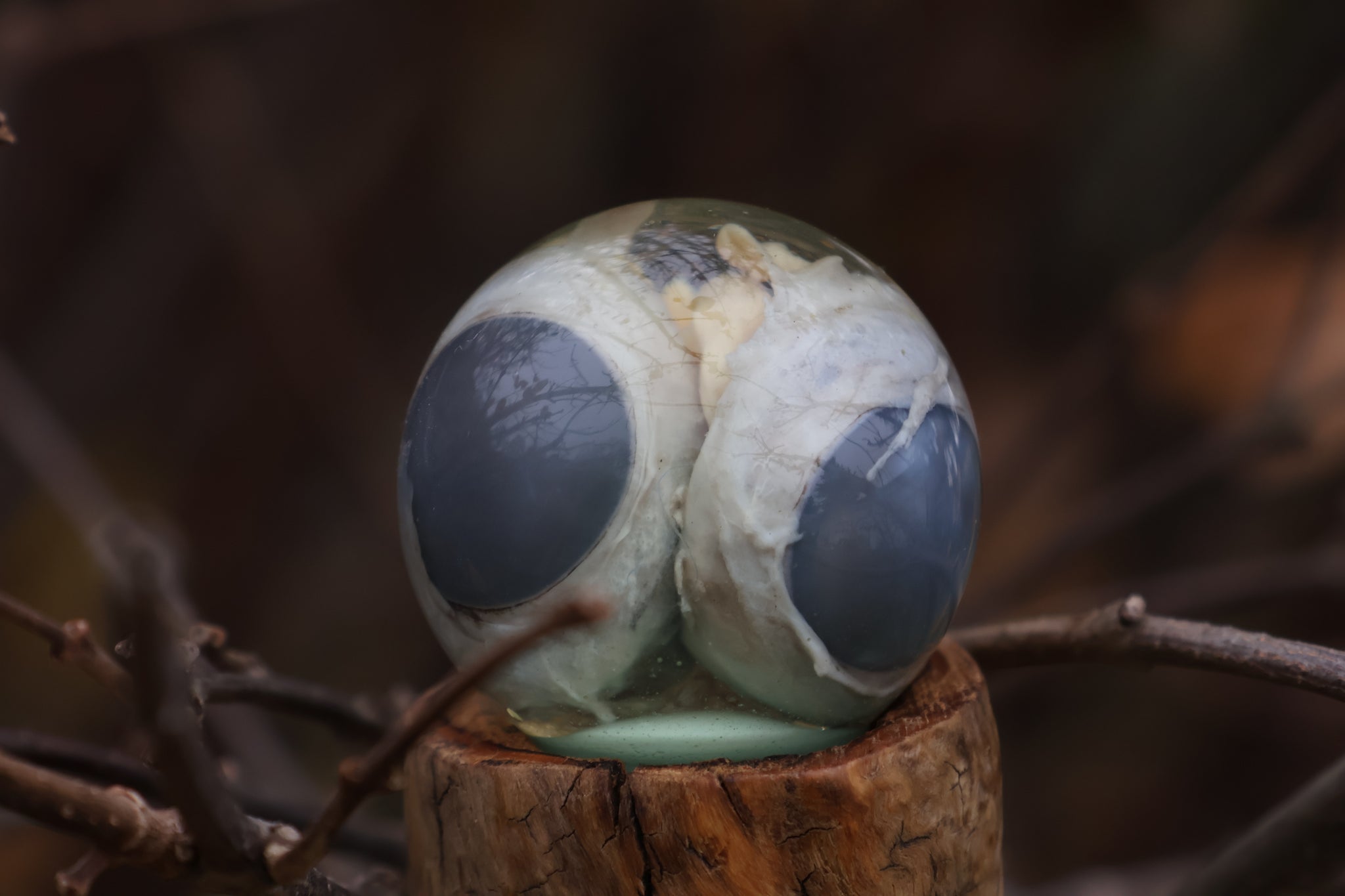 Bobcat Eyeball Crystal Ball