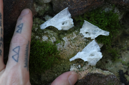 Reserved for Karen - Bream Fish Skull Lot