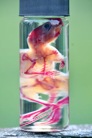 Diaphonized Juvenile Mouse