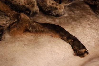 Dry Preserved Red Fox Arm