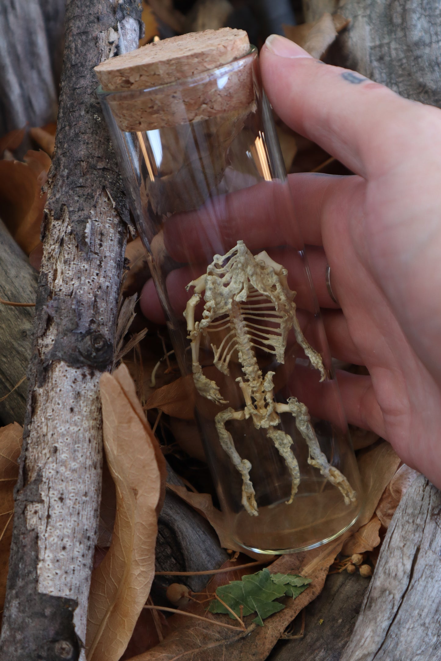 Fetal Beaver Skeleton