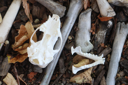 Reserved for Danielle - Striped Skunk Skull