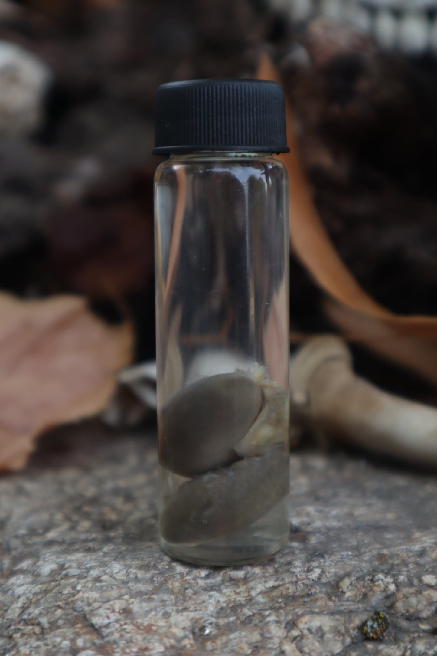 Kitten Kidneys Wet Specimen