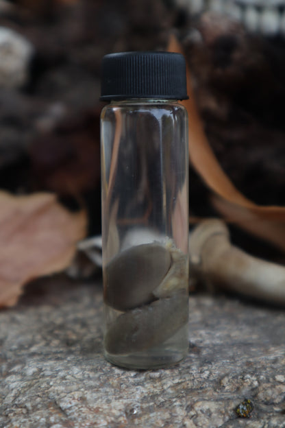 Kitten Kidneys Wet Specimen