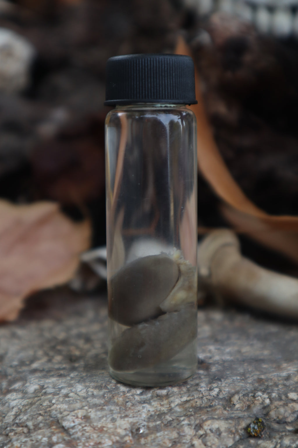 Kitten Kidneys Wet Specimen