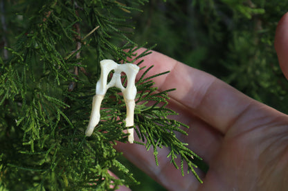 Kitten Pelvis
