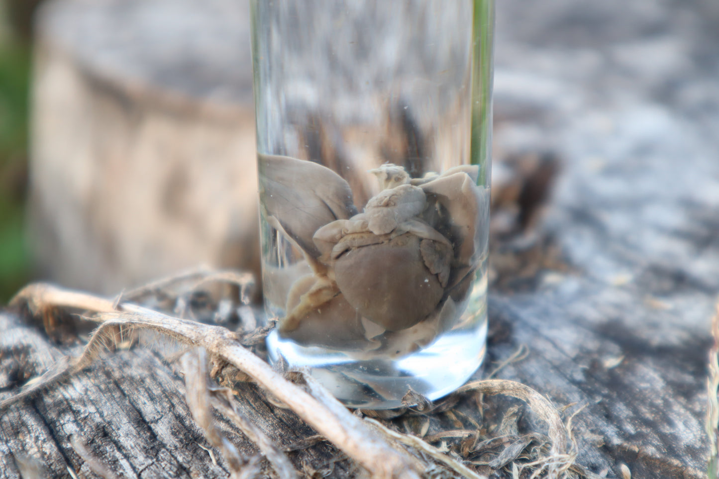 Kitten Heart and Lungs Wet Specimen