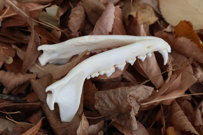 Reserved for Mary - Pathological Red Fox Skull