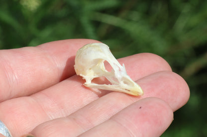 Reserved for Amber - Baby Chick Skulls