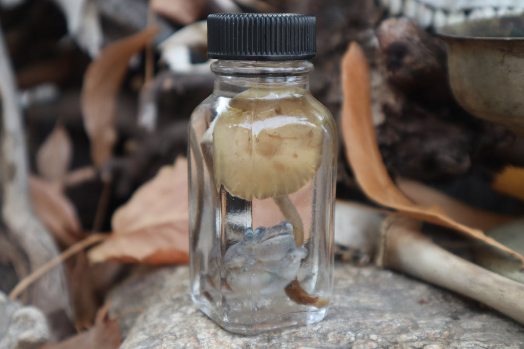 Gray Tree Frog and Fairy Ring Mushroom Wet Specimen