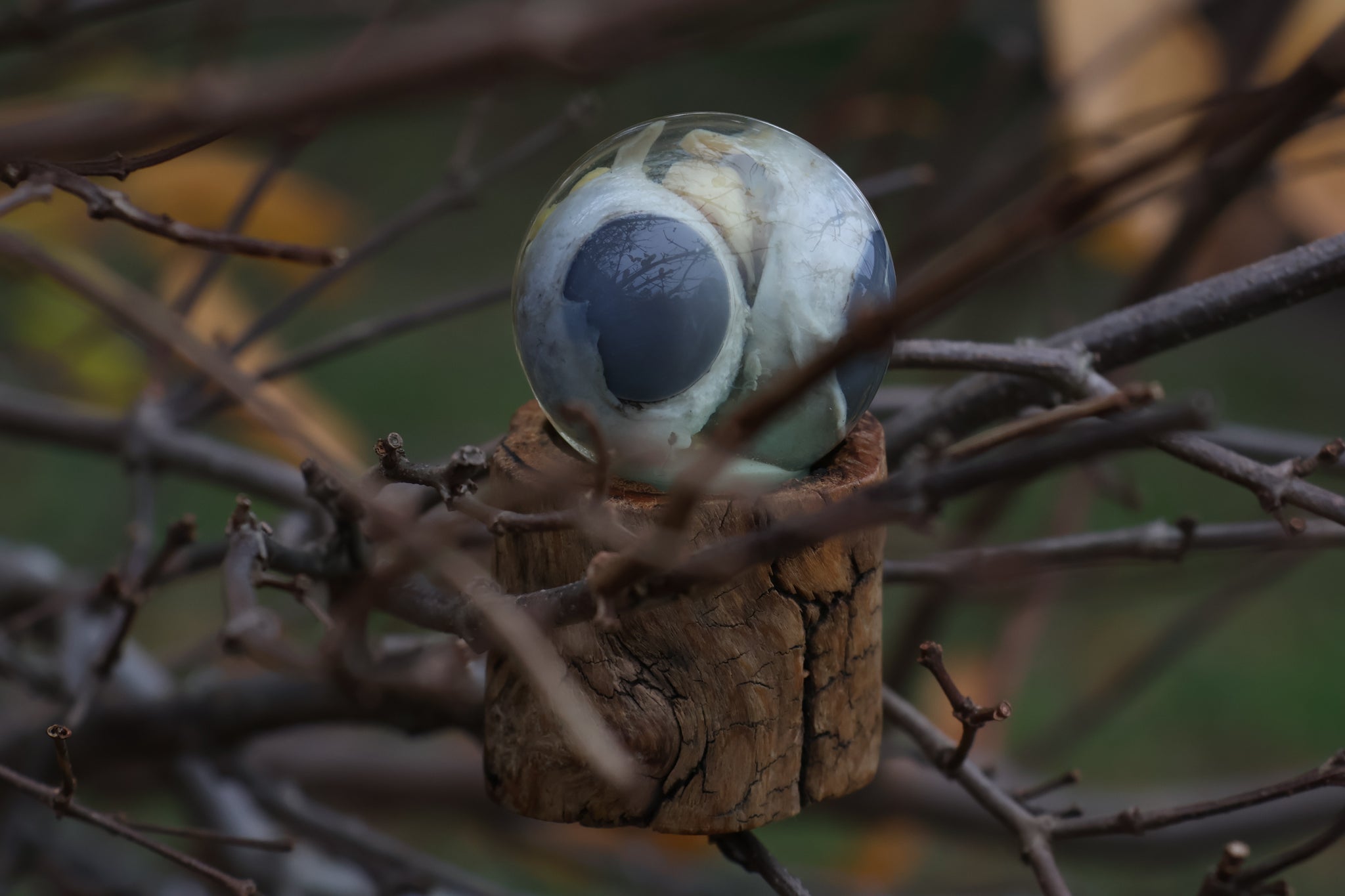 Bobcat Eyeball Crystal Ball