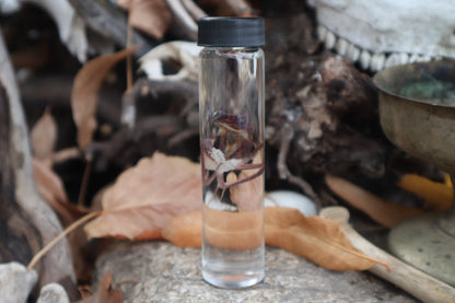 Tree Frog Wet Specimen